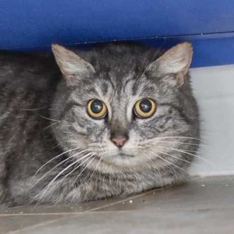 Mitabi, female senior Mixed Breed for adoption at SPA de Loire Atlantique, Nantes