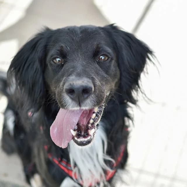 Pollux, male 7yo English Setter for adoption at SPA de Loire Atlantique, Nantes