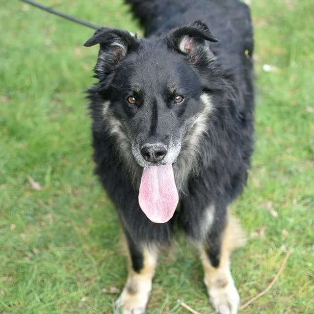 Tyson, 6yo Mixed Breed for adoption at SPA de Loire Atlantique, Nantes