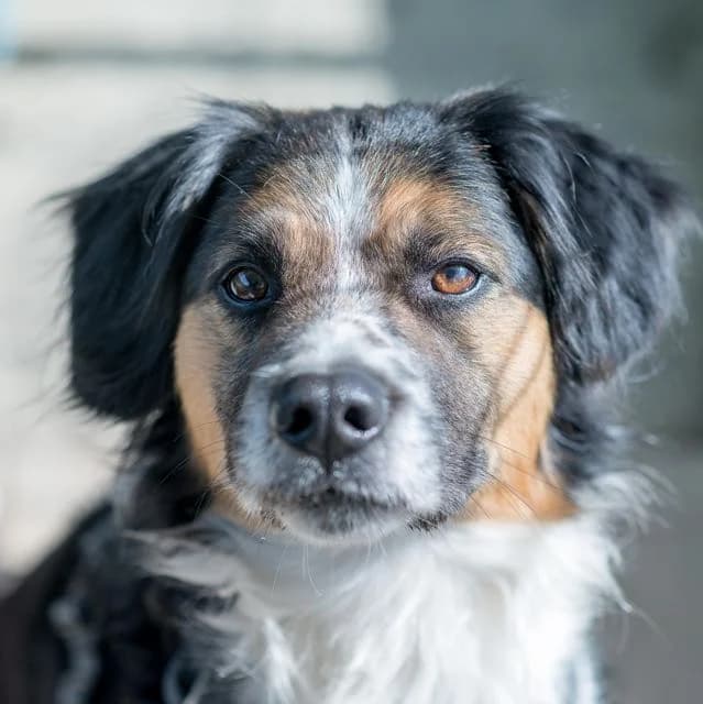 Tomy, male Border Collie for adoption at SPA de Loire Atlantique, Nantes