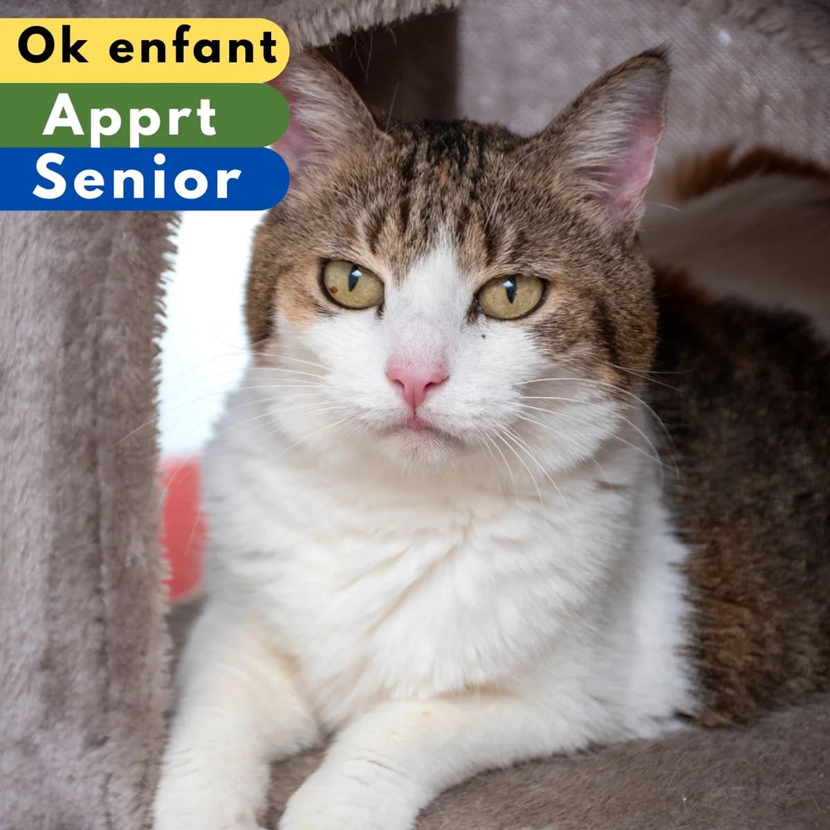 Diam's, female senior mixed breed for adoption at SPA de Loire Atlantique, Nantes