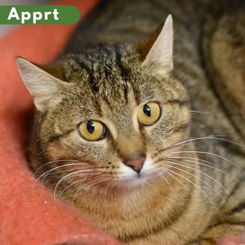 Figue, female 3yo Mixed Breed for adoption at SPA de Loire Atlantique, Nantes