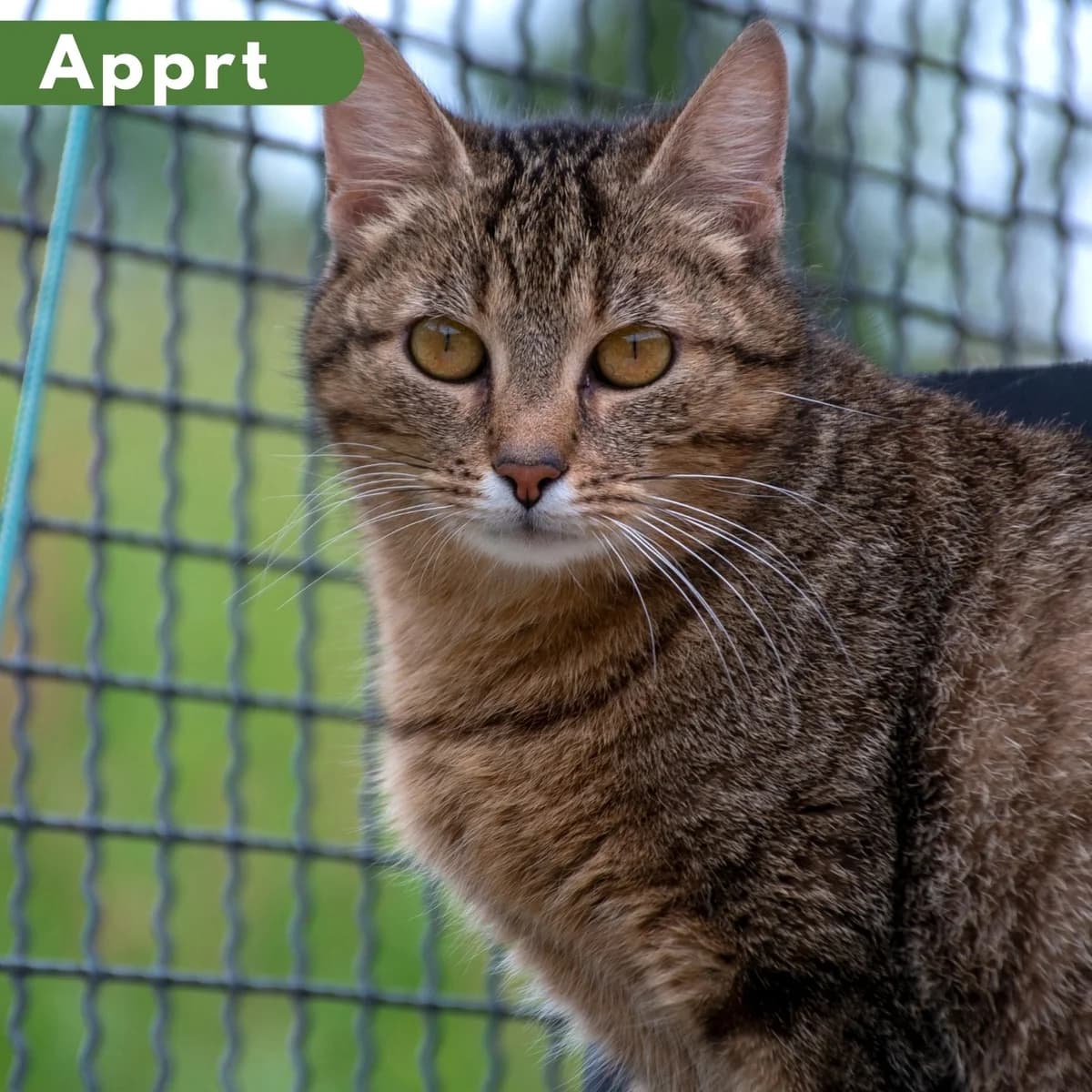Figue, female 3yo Mixed Breed for adoption at SPA de Loire Atlantique, Nantes