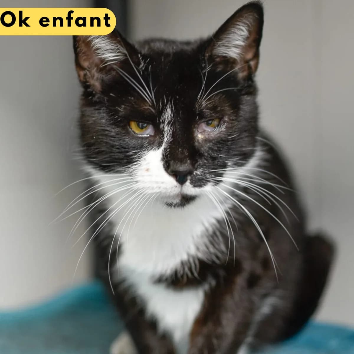 Henning, female young Mixed Breed for adoption at SPA de Loire Atlantique, Nantes