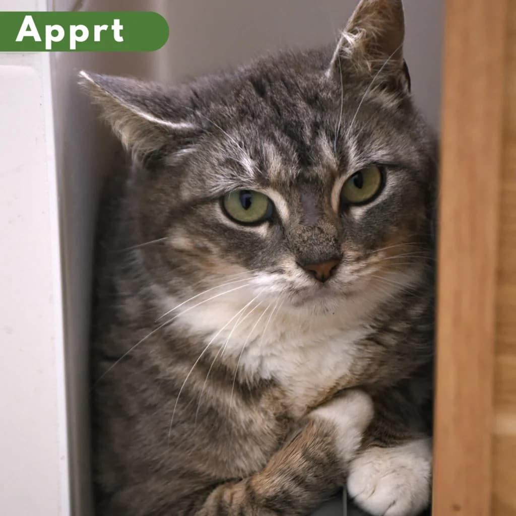 Historia, female 5yo Mixed Breed for adoption at SPA de Loire Atlantique, Nantes