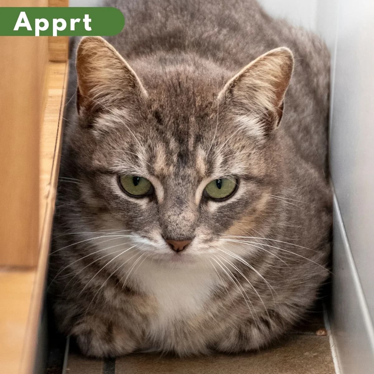 Historia, female 5yo Mixed Breed for adoption at SPA de Loire Atlantique, Nantes