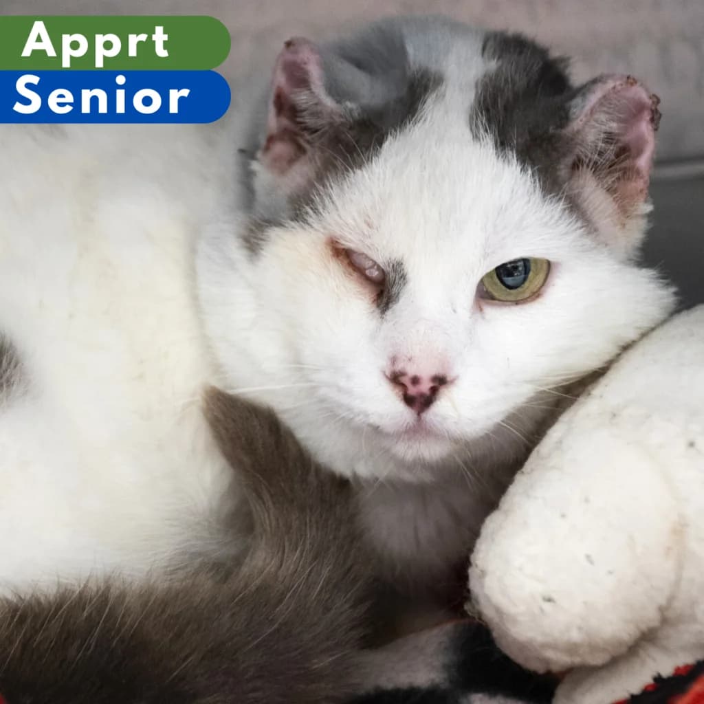 Karma, male senior Mixed Breed for adoption at SPA de Loire Atlantique, Nantes