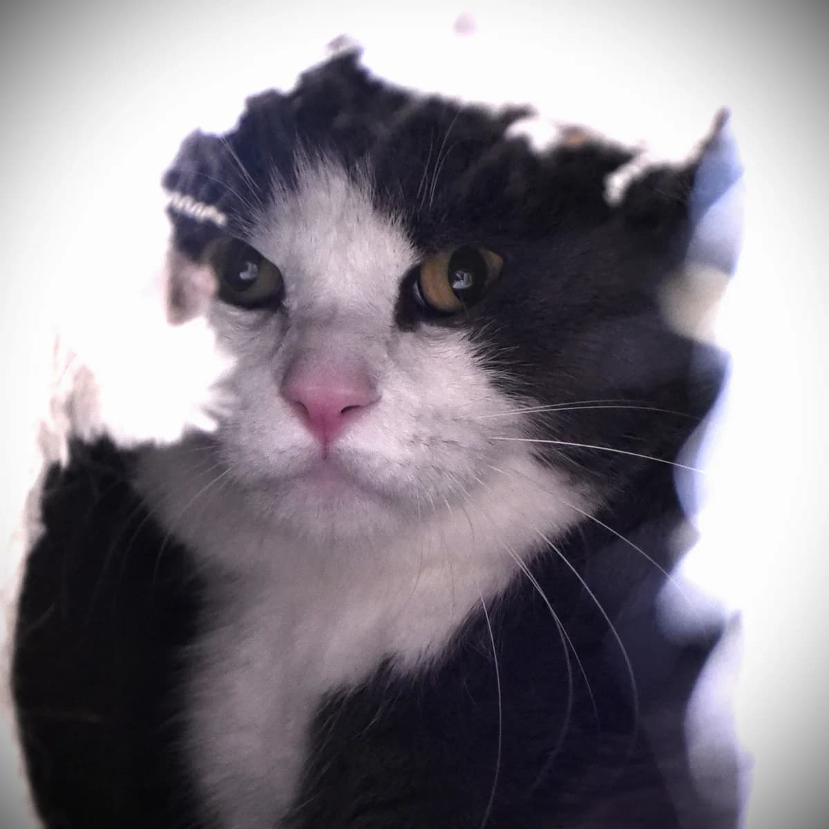 Kutsi, male 6yo Mixed Breed for adoption at SPA de Loire Atlantique, Nantes