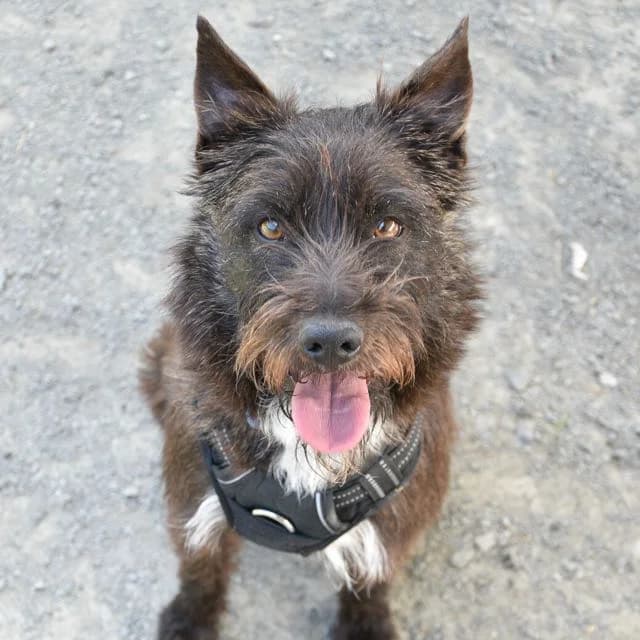 Mia, female mixed breed for adoption at SPA de Loire Atlantique, Nantes