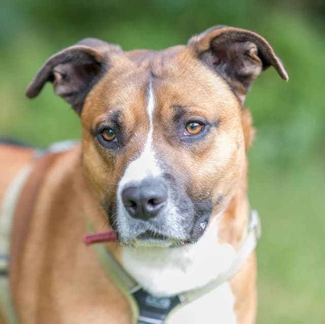 Brako, male puppy mixed breed for adoption at SPA de Loire Atlantique, Nantes