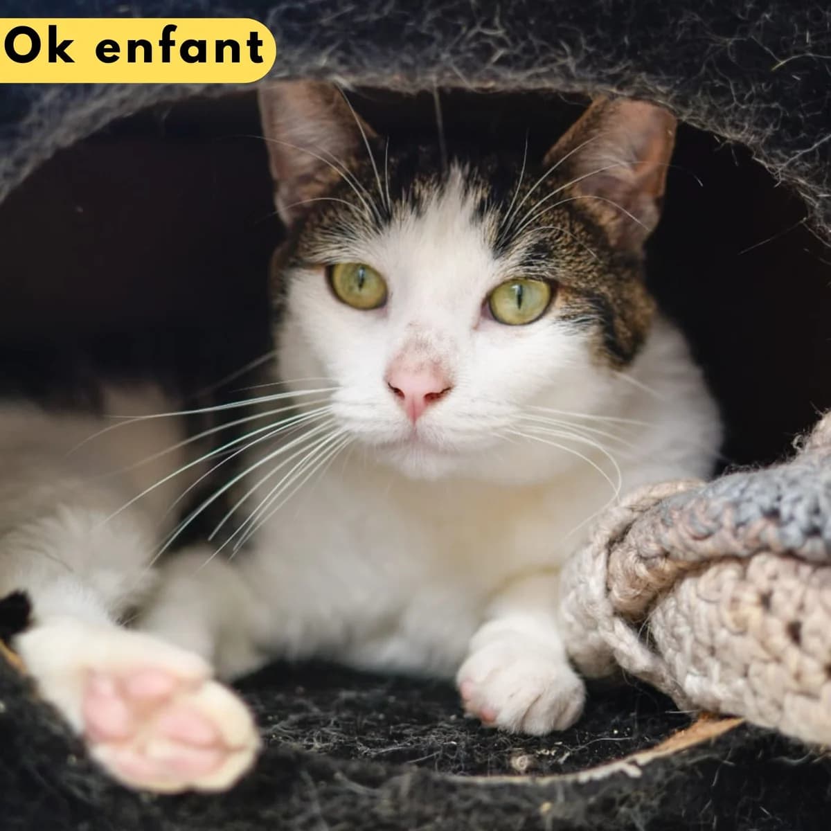 Kratos, male Mixed Breed for adoption at SPA de Loire Atlantique, Nantes