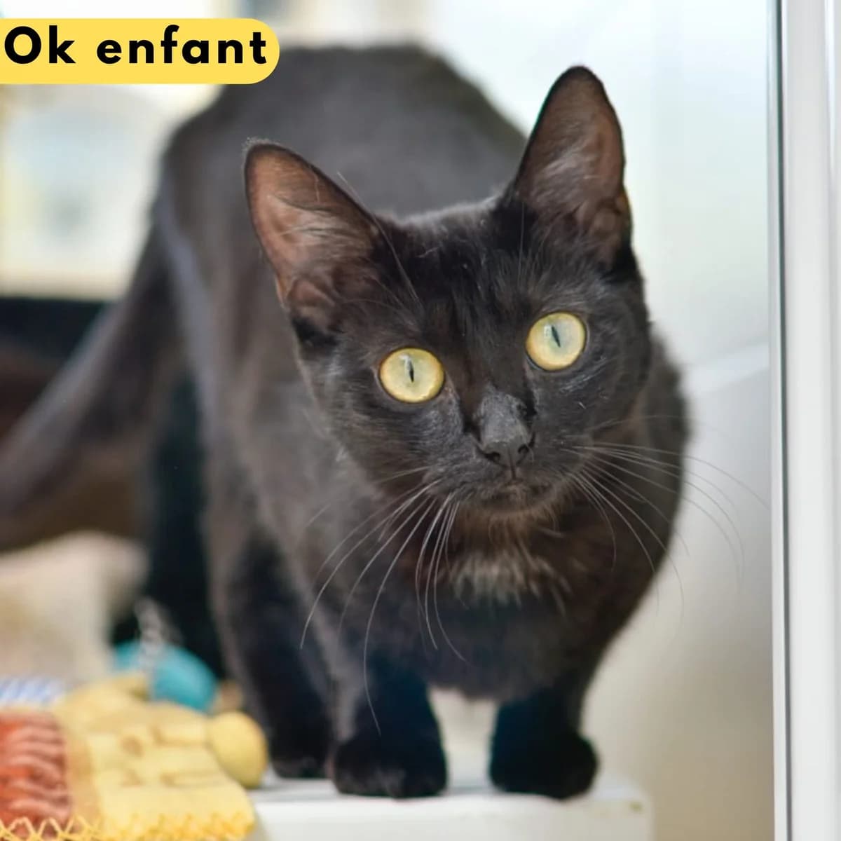Lilote, male Mixed Breed for adoption at SPA de Loire Atlantique, Nantes