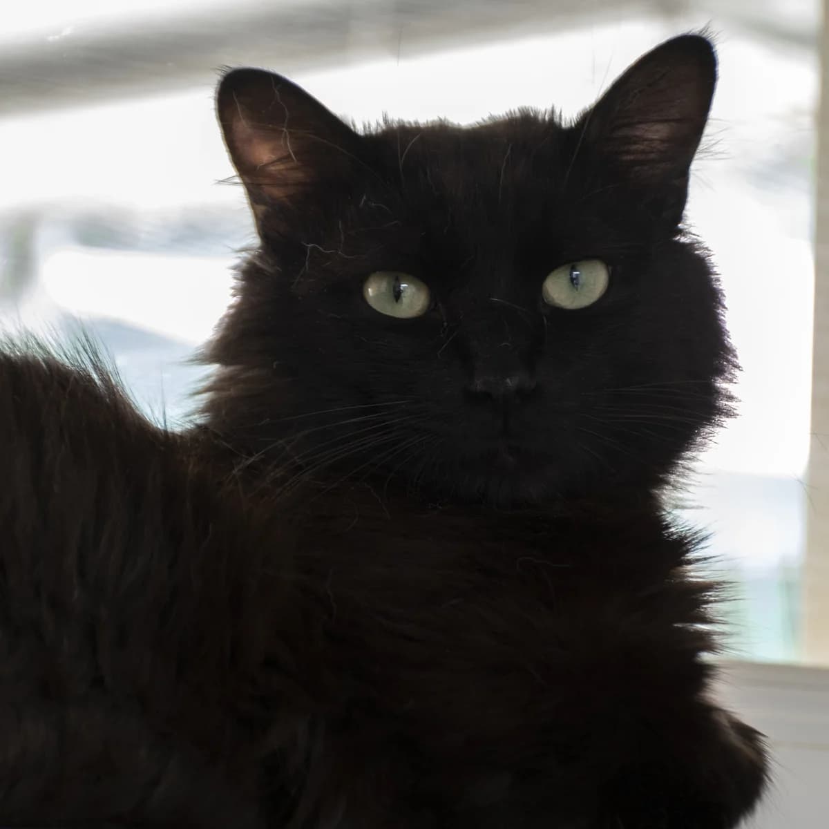 Roulio, male Mixed Breed for adoption at SPA de Loire Atlantique, Nantes