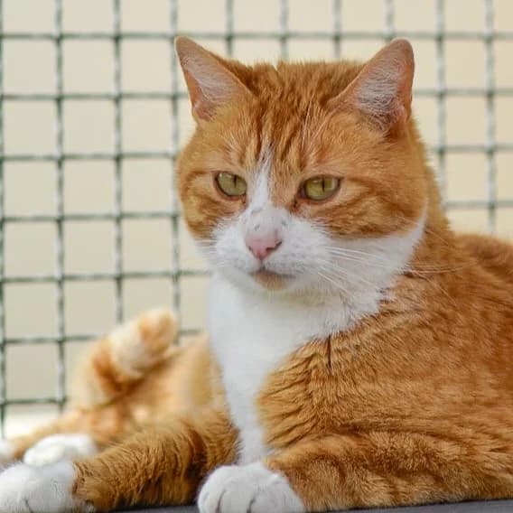 Saiko, male Mixed Breed for adoption at SPA de Loire Atlantique, Nantes