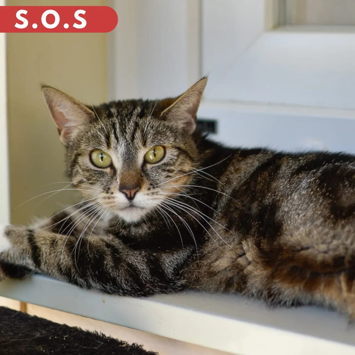 Tourette, male Mixed Breed for adoption at SPA de Loire Atlantique, Nantes