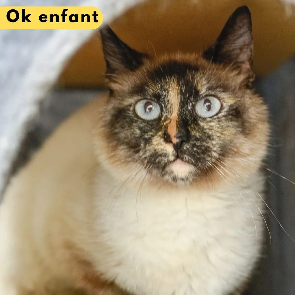 Dyslexie, male Mixed Breed for adoption at SPA de Loire Atlantique, Nantes