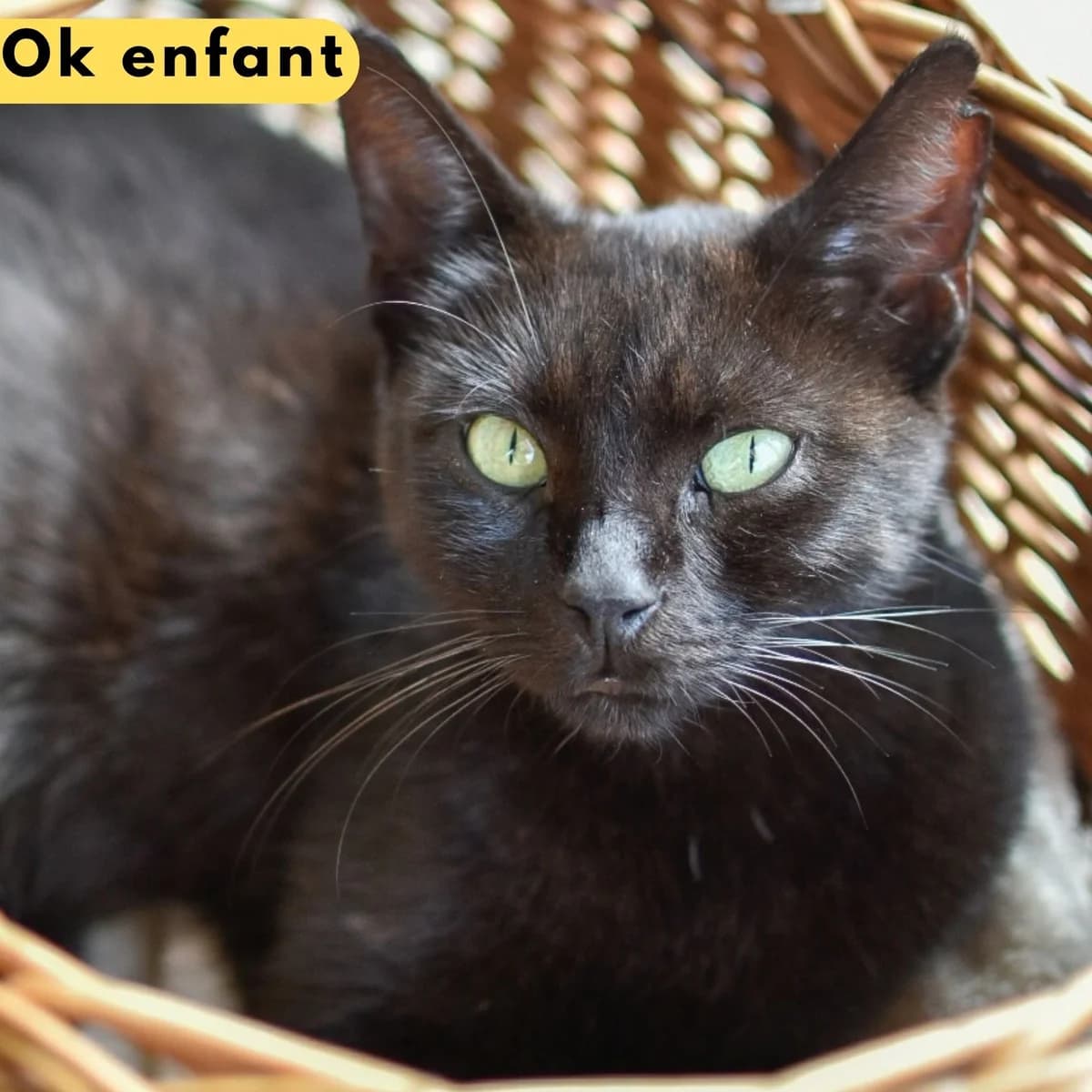 Nahoni, male Mixed Breed for adoption at SPA de Loire Atlantique, Nantes