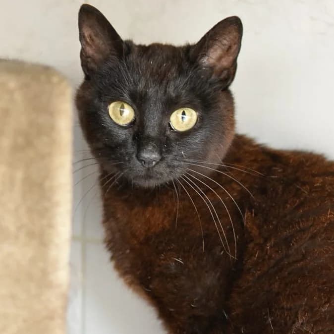 Ottawa, male Mixed Breed for adoption at SPA de Loire Atlantique, Nantes