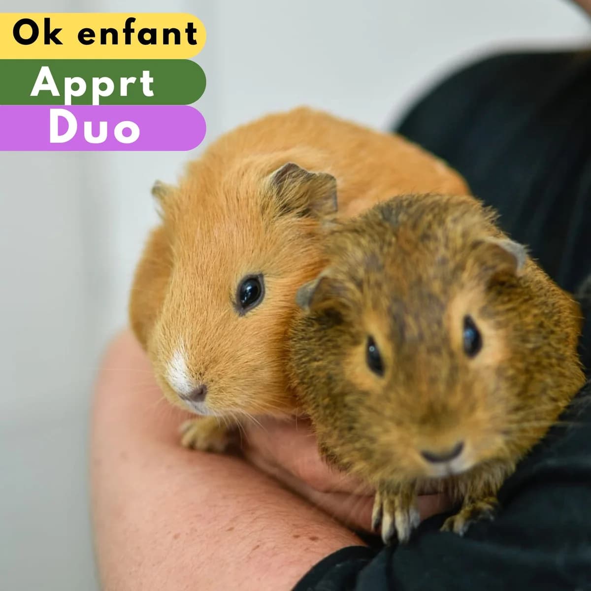 Ponyo et San, male Mixed Breed for adoption at SPA de Loire Atlantique, Nantes