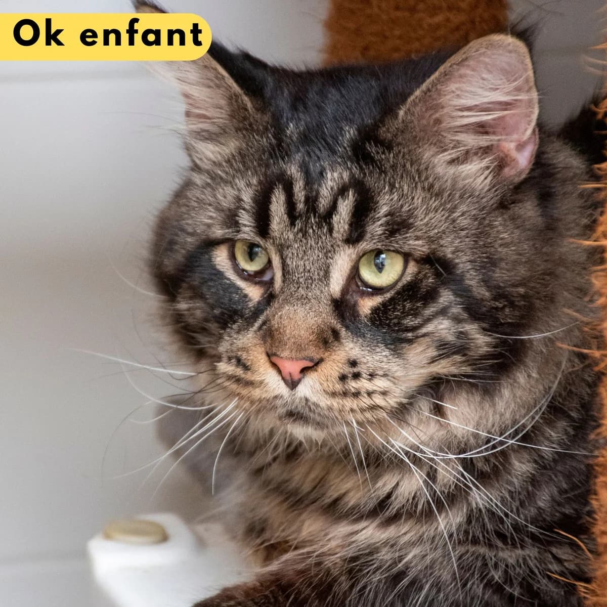 Urbex, male Mixed Breed for adoption at SPA de Loire Atlantique, Nantes