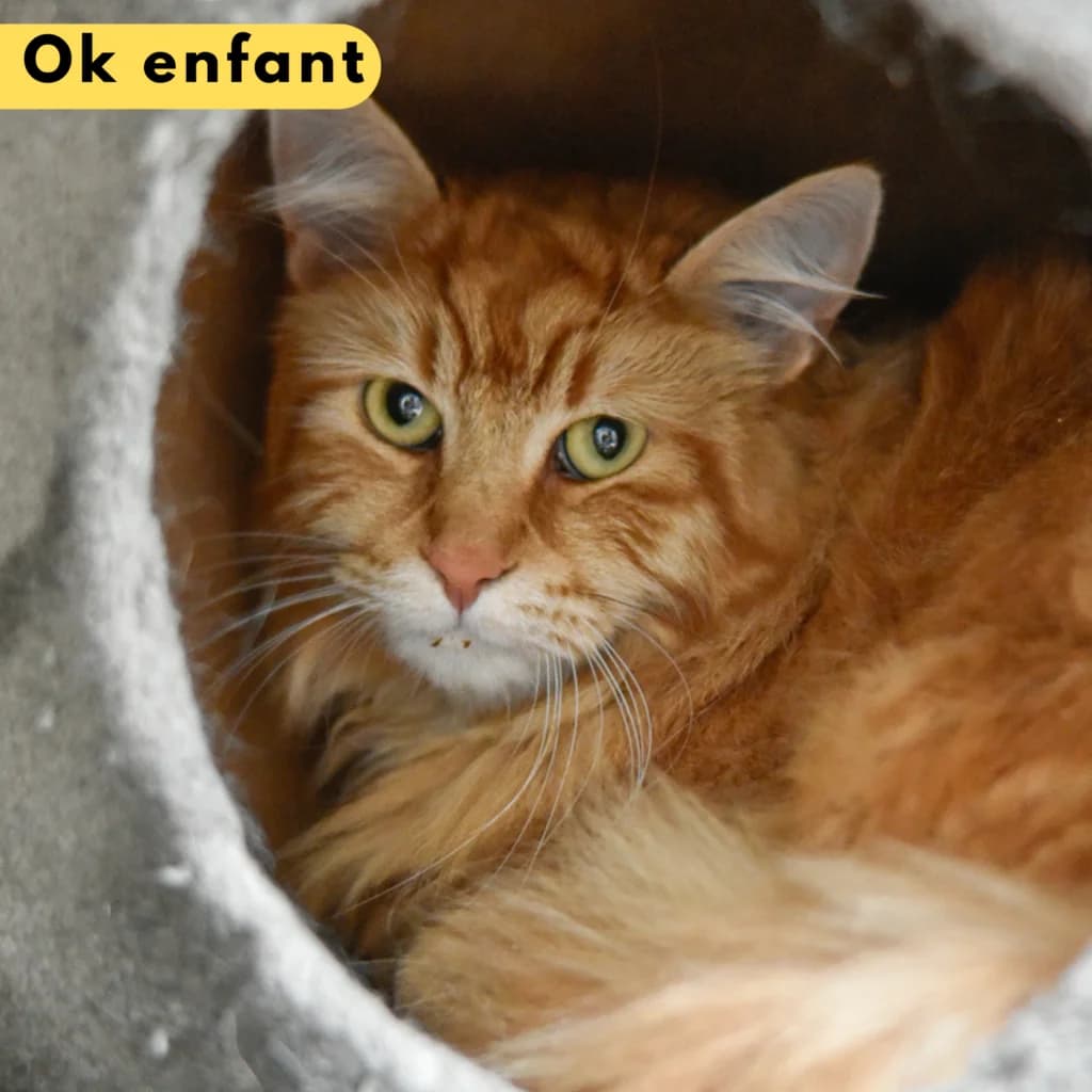 Ayko, male Mixed Breed for adoption at SPA de Loire Atlantique, Nantes