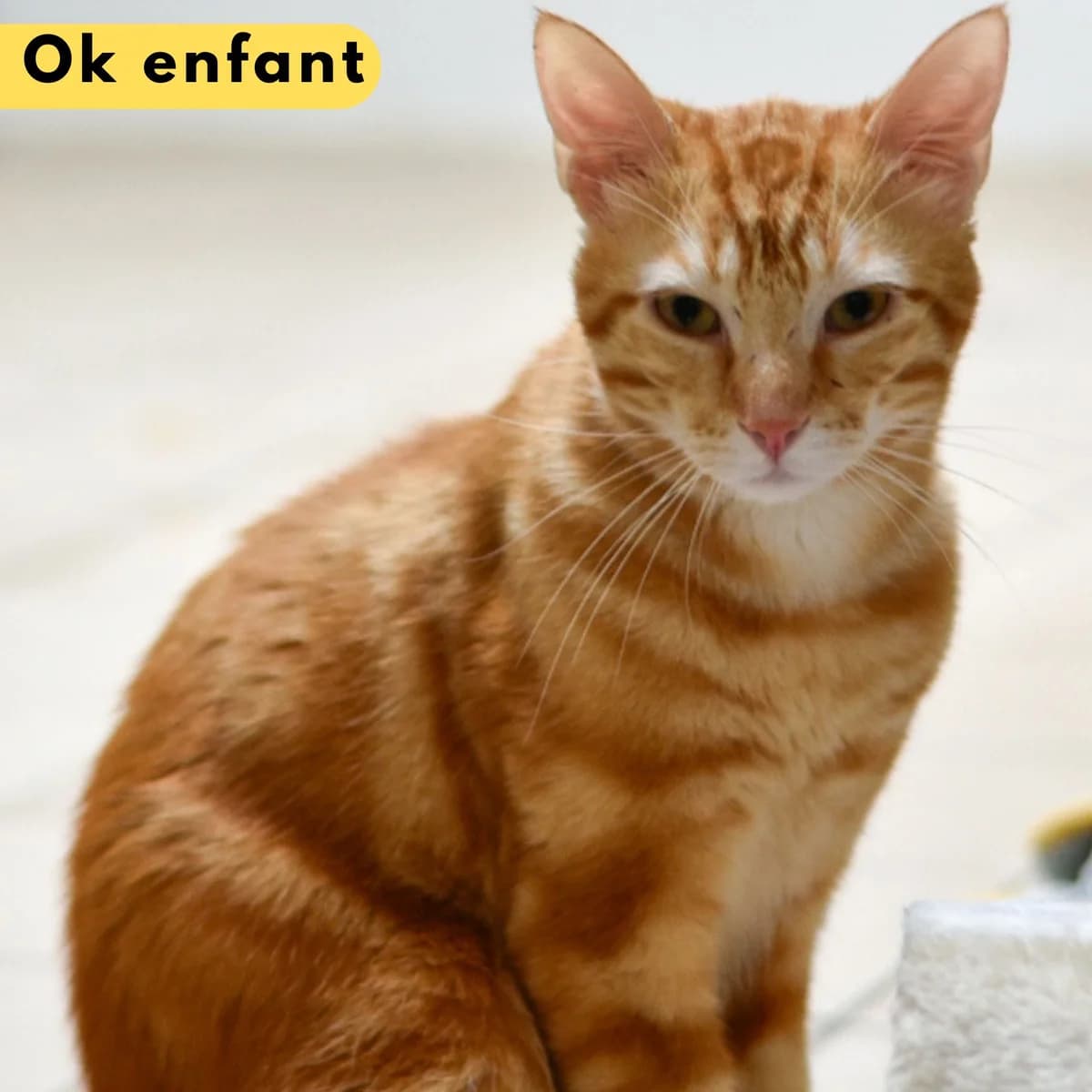 Don quichotte, male Mixed Breed for adoption at SPA de Loire Atlantique, Nantes