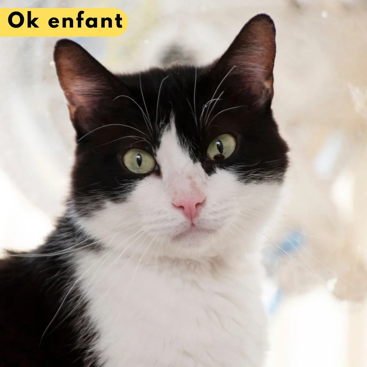 Elton john, male Mixed Breed for adoption at SPA de Loire Atlantique, Nantes