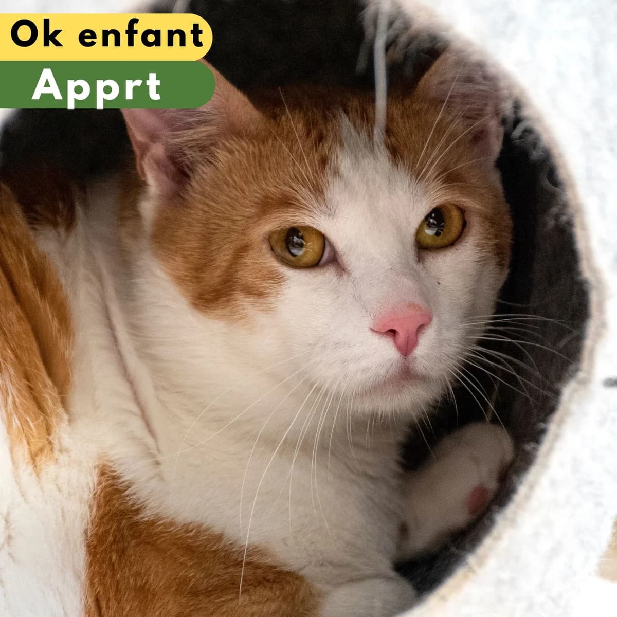 Fat and furious, male Mixed Breed for adoption at SPA de Loire Atlantique, Nantes