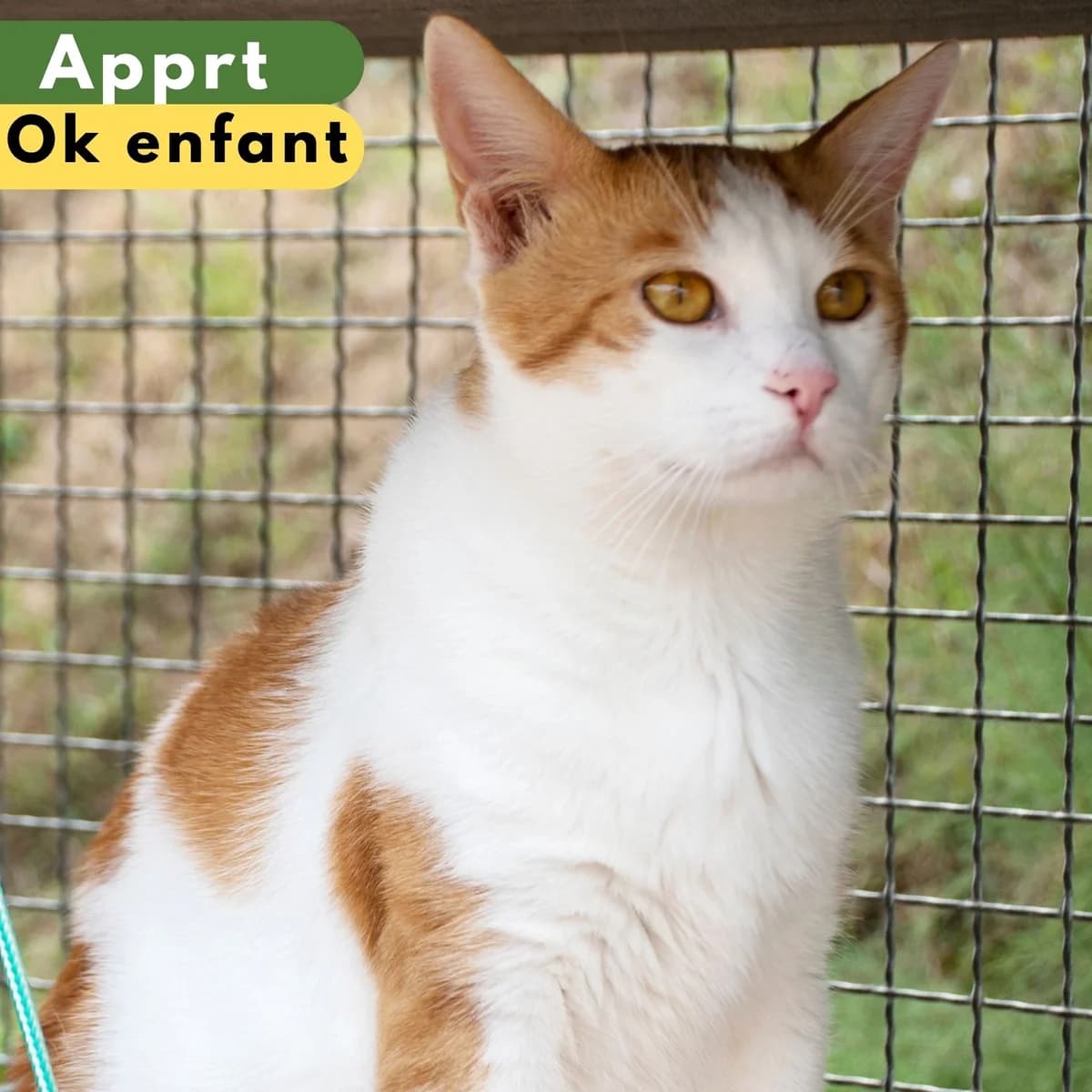 Fat and furious, male Mixed Breed for adoption at SPA de Loire Atlantique, Nantes