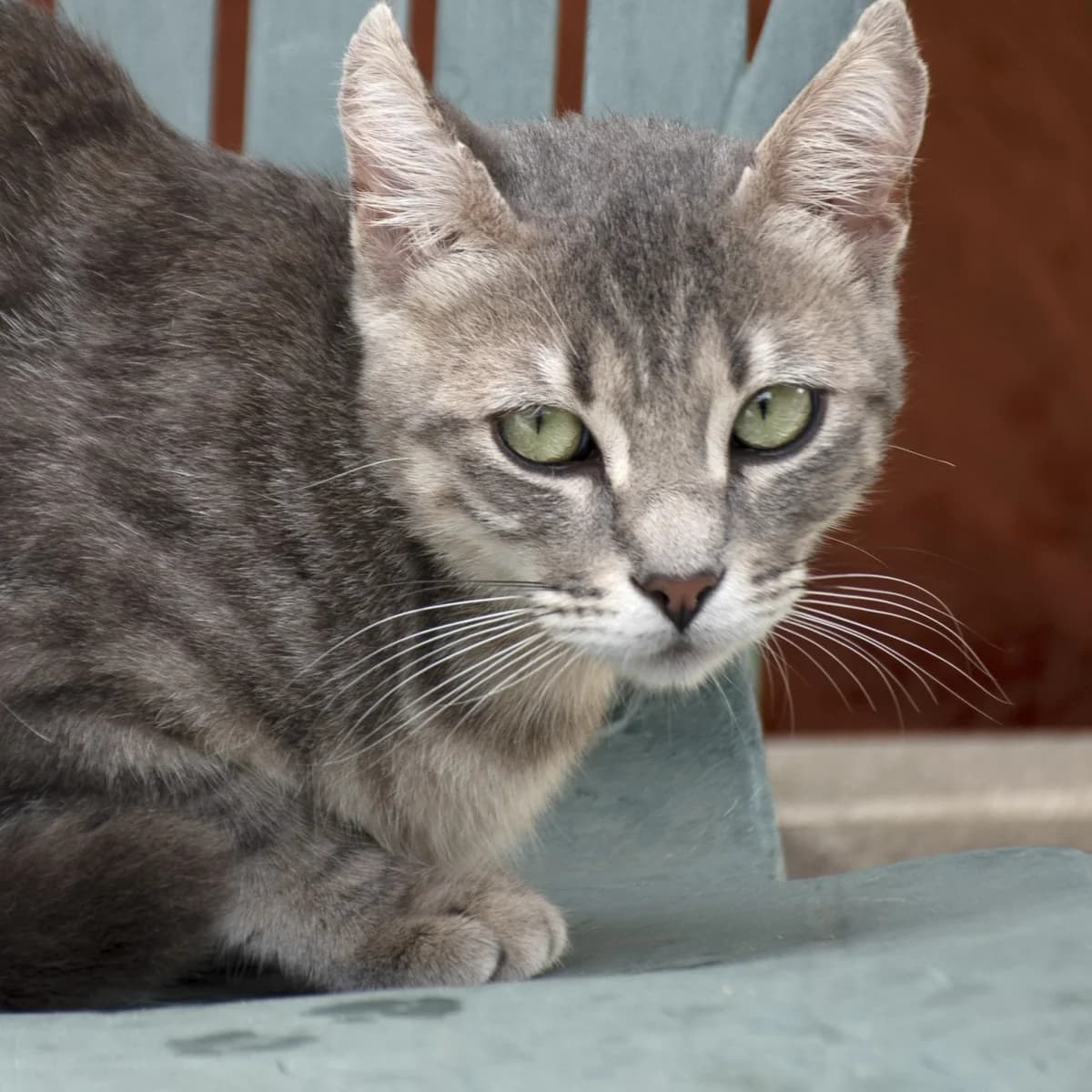 Galipette, male Mixed Breed for adoption at SPA de Loire Atlantique, Nantes