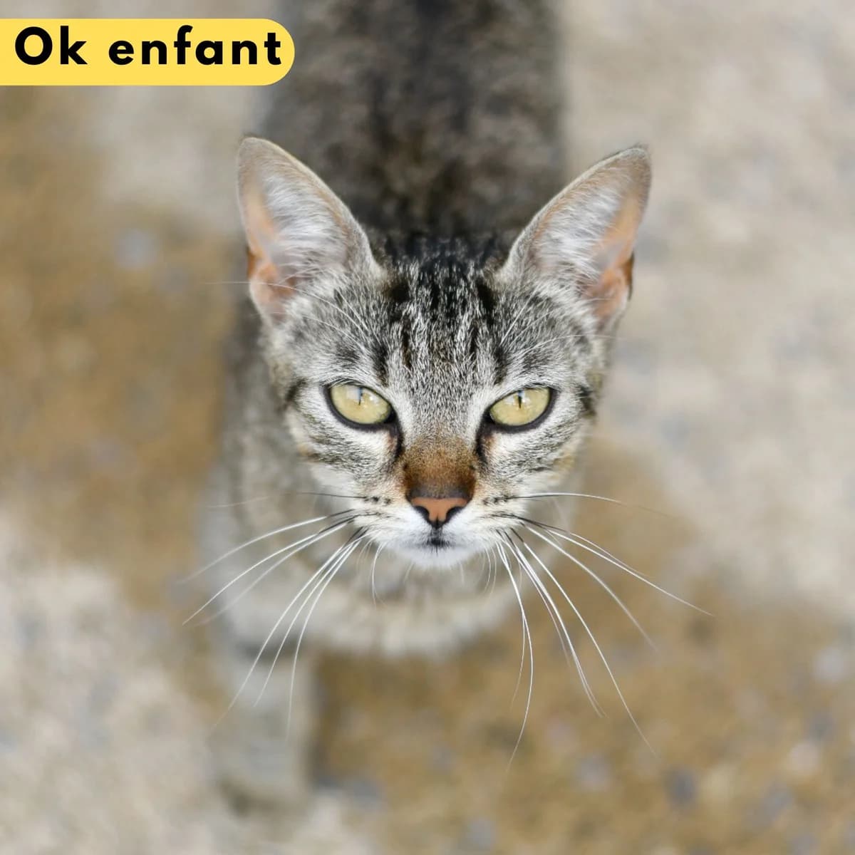 Genevieve, male Mixed Breed for adoption at SPA de Loire Atlantique, Nantes