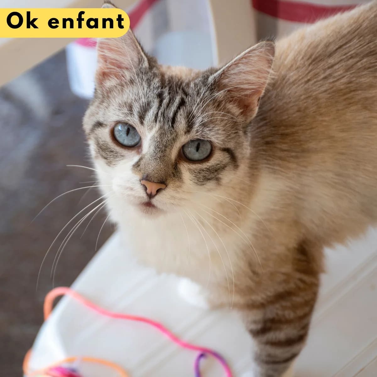 Missy elliott, male Mixed Breed for adoption at SPA de Loire Atlantique, Nantes