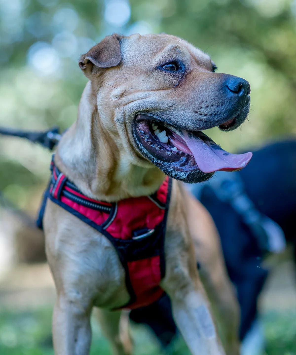 Alf, male young mixed breed for adoption at SPA de Loire Atlantique, Nantes