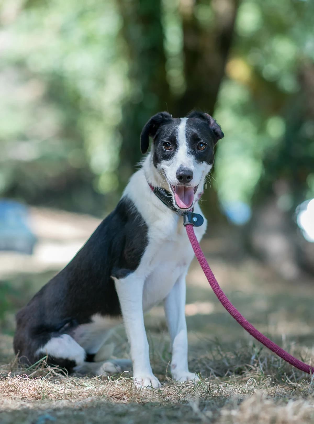 Atacama, female young mixed breed for adoption at SPA de Loire Atlantique, Nantes