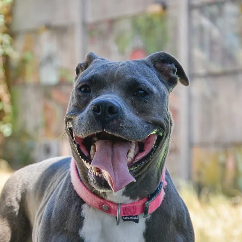 Athéna, female 3yo Mixed Breed for adoption at SPA de Loire Atlantique, Nantes