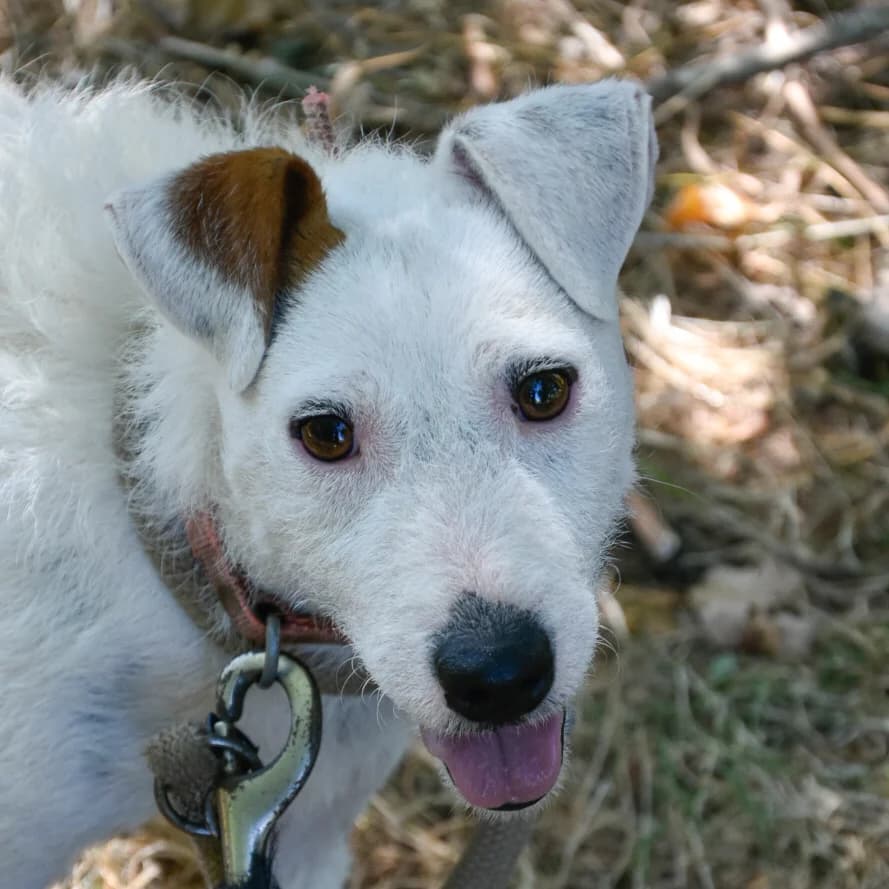 Bach, male young mixed breed for adoption at SPA de Loire Atlantique, Nantes