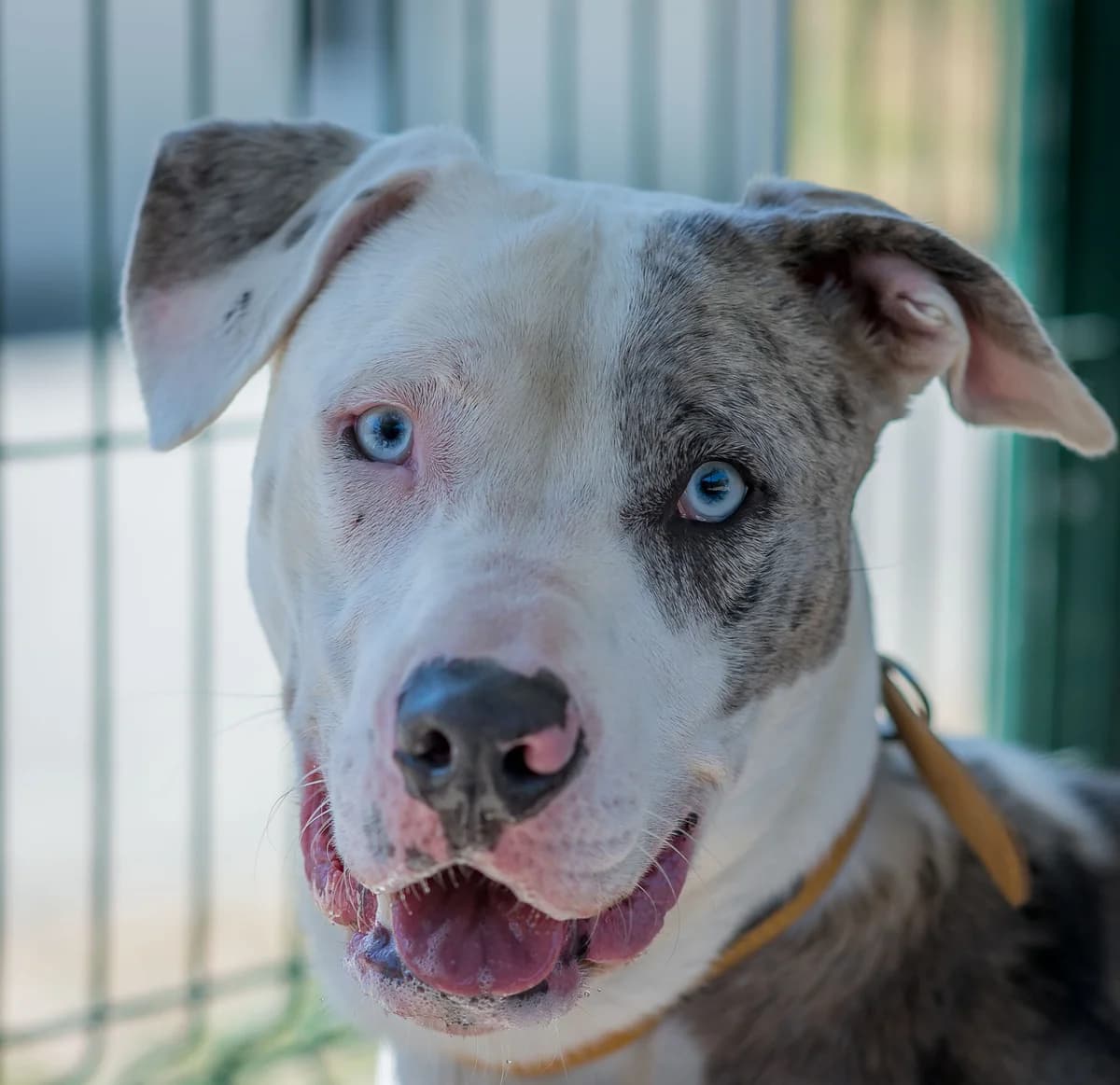 Junior, male young mixed breed for adoption at SPA de Loire Atlantique, Nantes