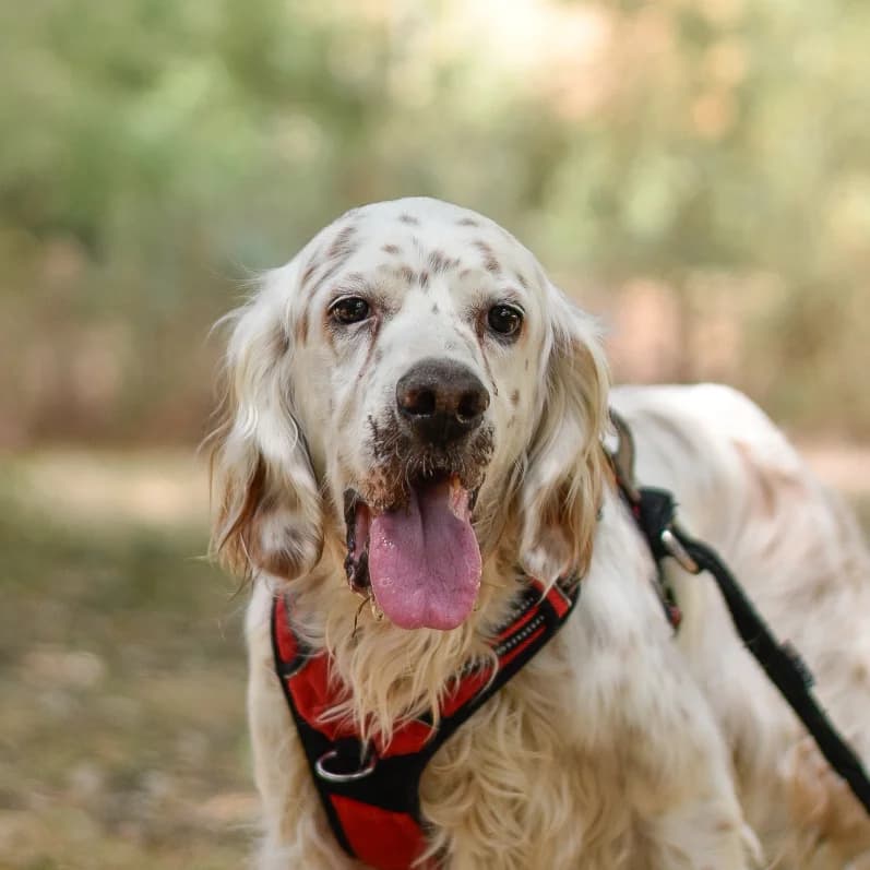 Moki, male senior Mixed Breed for adoption at SPA de Loire Atlantique, Nantes