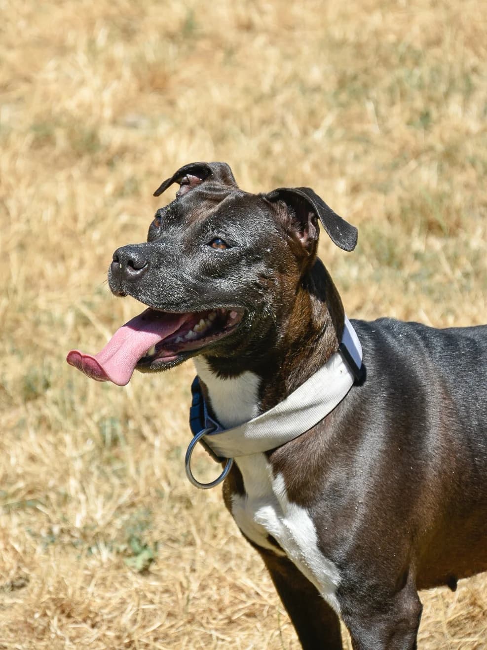 Rainette, female 5yo mixed breed for adoption at SPA de Loire Atlantique, Nantes