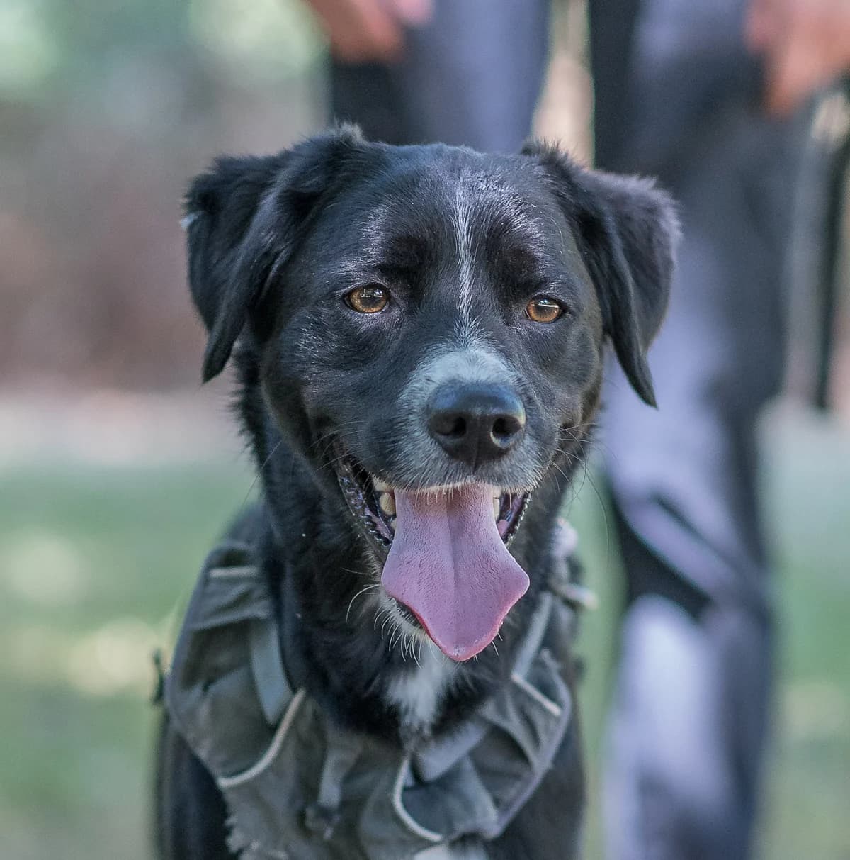 Toygo, male 4yo mixed breed for adoption at SPA de Loire Atlantique, Nantes