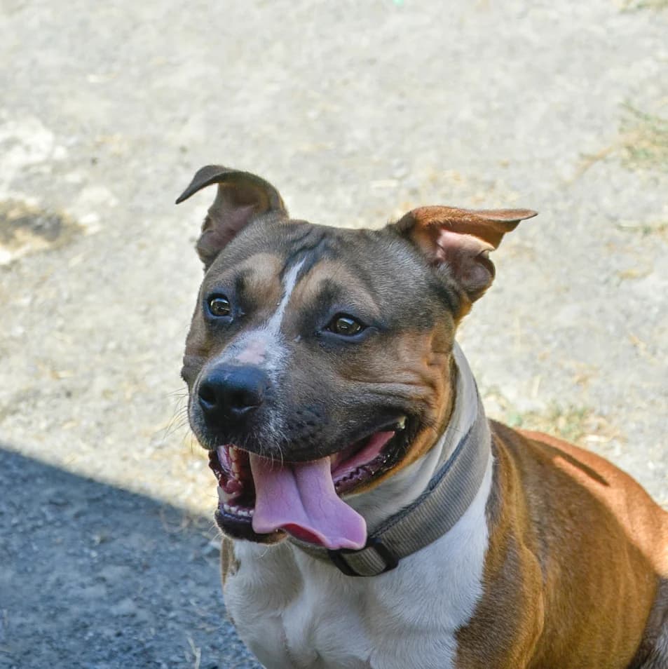 Trévor, male young mixed breed for adoption at SPA de Loire Atlantique, Nantes