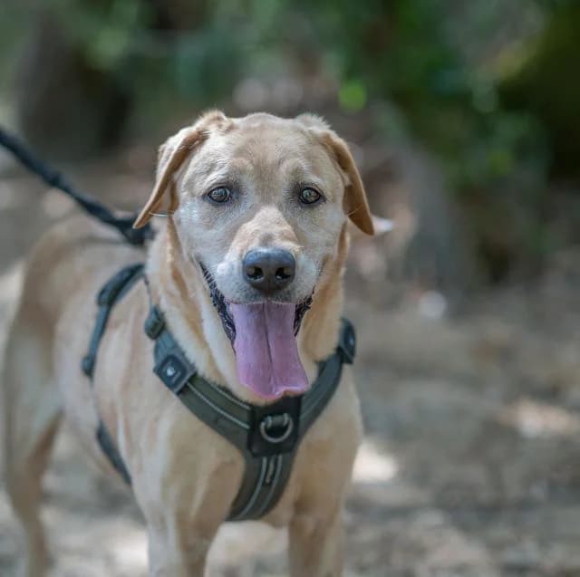 Muffin, Mixed Breed for adoption at SPA de Loire Atlantique, Nantes