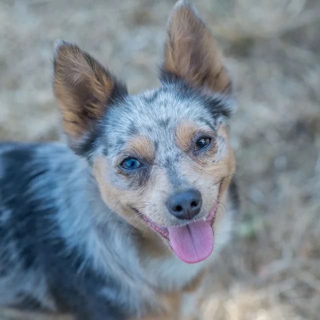Scratch dit Max, male puppy mixed breed for adoption at SPA de Loire Atlantique, Nantes
