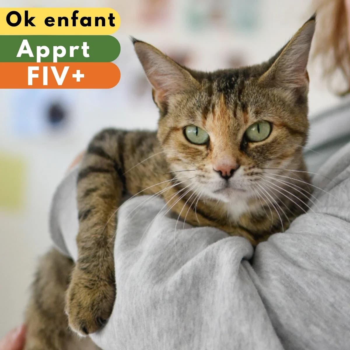 Tijuana, female 6yo mixed breed for adoption at SPA de Loire Atlantique, Nantes