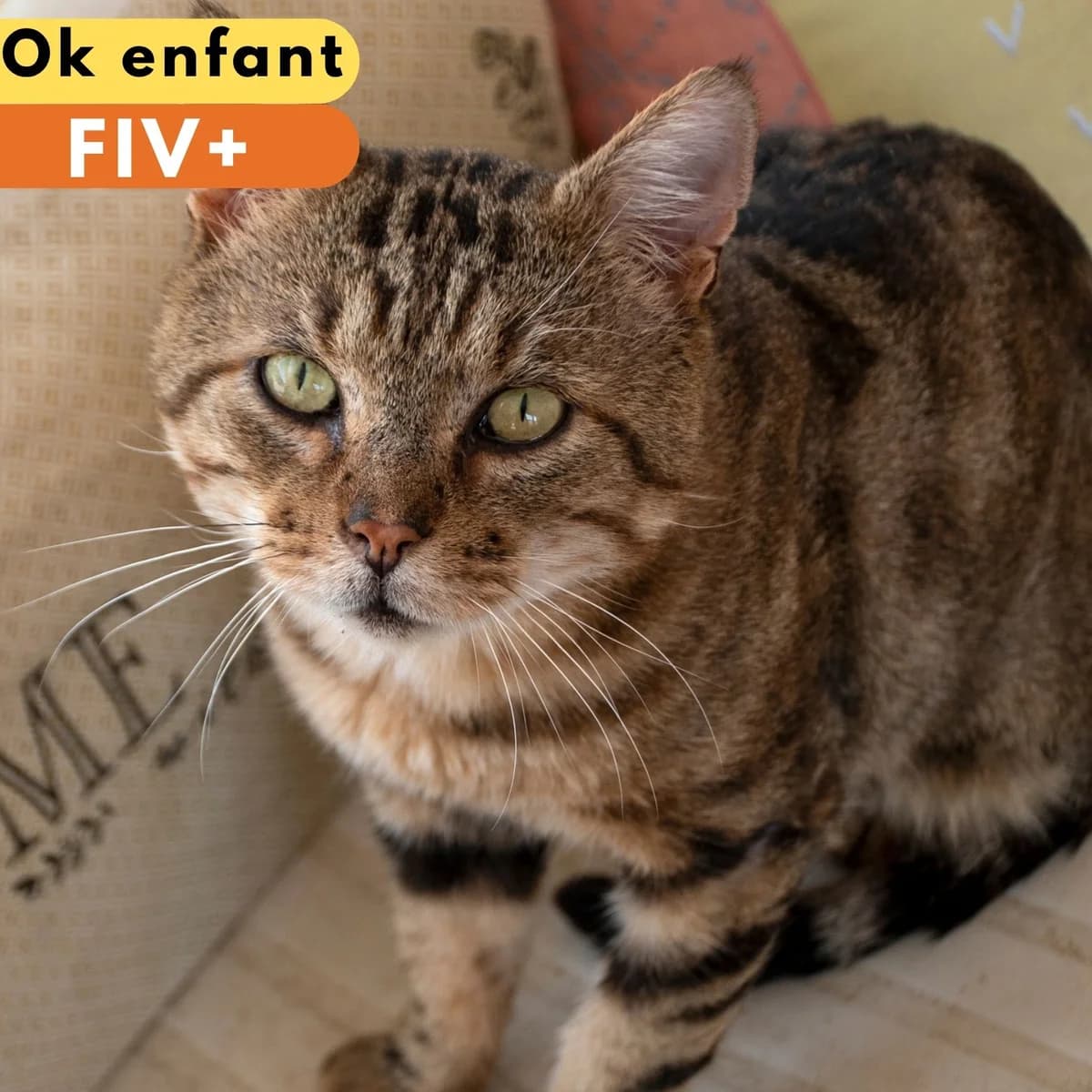 Edward, male Mixed Breed for adoption at SPA de Loire Atlantique, Nantes
