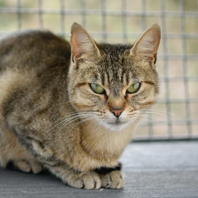 Genève, male Mixed Breed for adoption at SPA de Loire Atlantique, Nantes