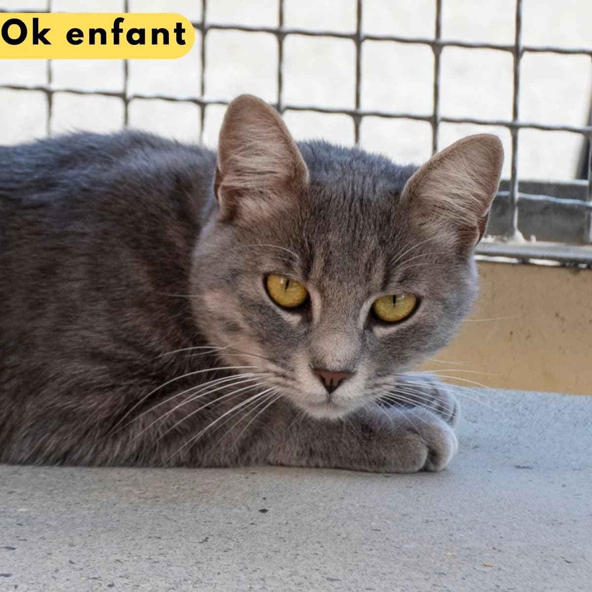 Maquereau, male mixed breed for adoption at SPA de Loire Atlantique, Nantes