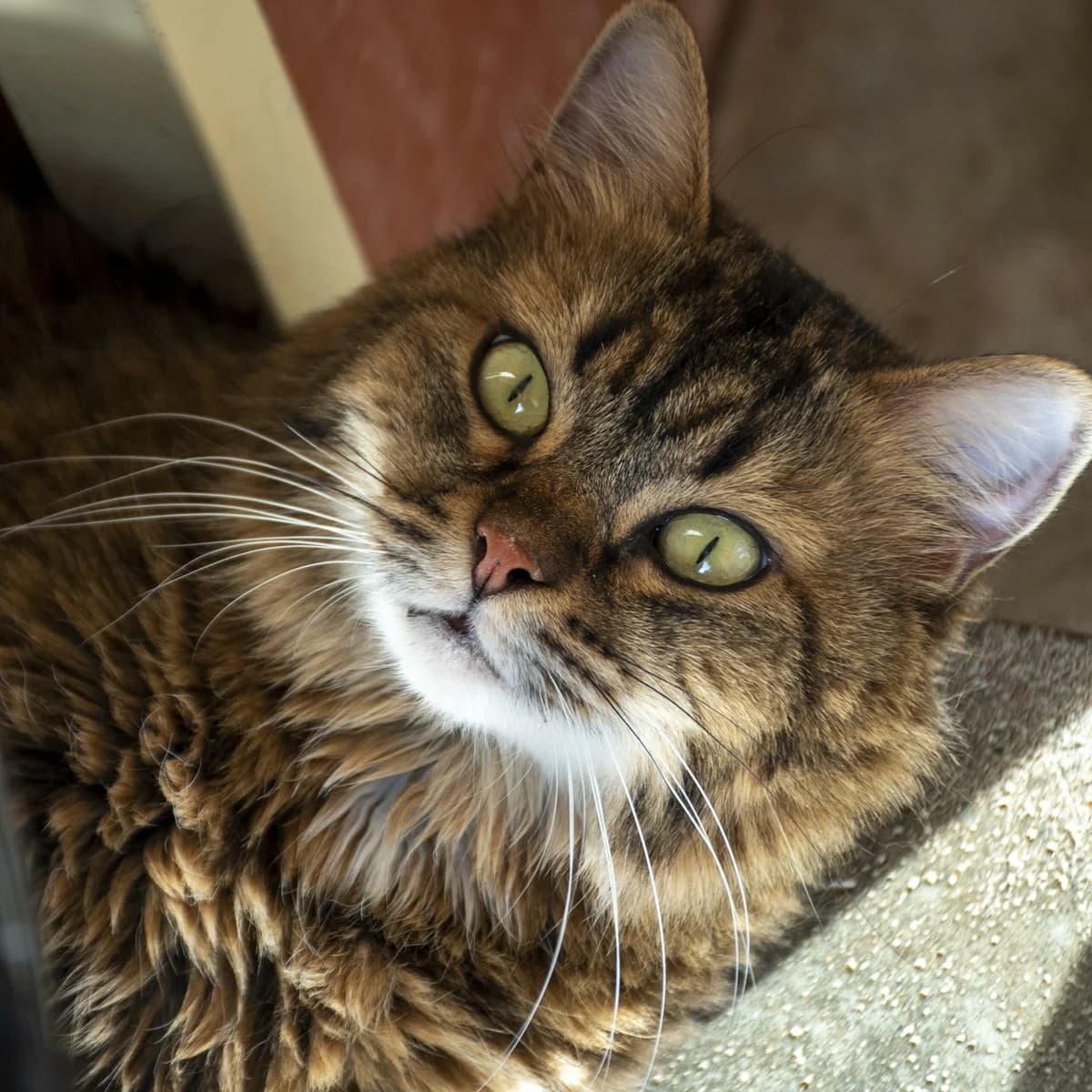 OkaΓ―, female senior mixed breed for adoption at SPA de Loire Atlantique, Nantes