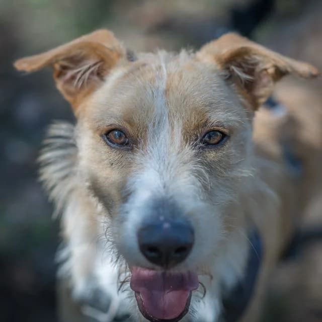 Pandora, female puppy mixed breed for adoption at SPA de Loire Atlantique, Nantes