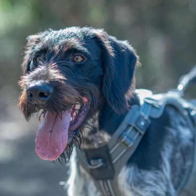 Prof, male puppy Mixed Breed for adoption at SPA de Loire Atlantique, Nantes
